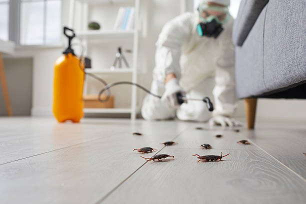 Commercial Kitchen Cockroach Control in Three Forks